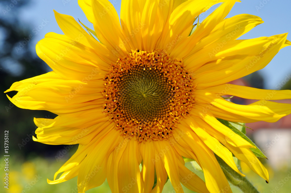 Sunflower Sunflower