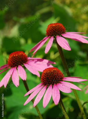 Echinacea purpurea