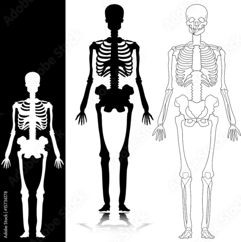 skeleton vector silhouettes © draganm