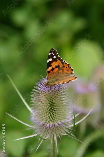 Weg-Distel (Carduus acanthoides) mit Schmetterling