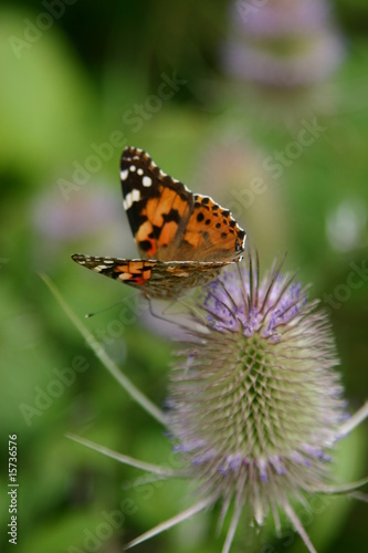 Weg-Distel (Carduus acanthoides) mit Schmetterling © Sven Knie