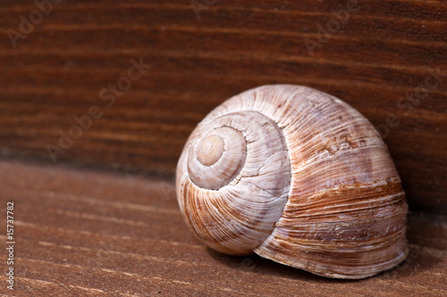 Snail and wood contrast