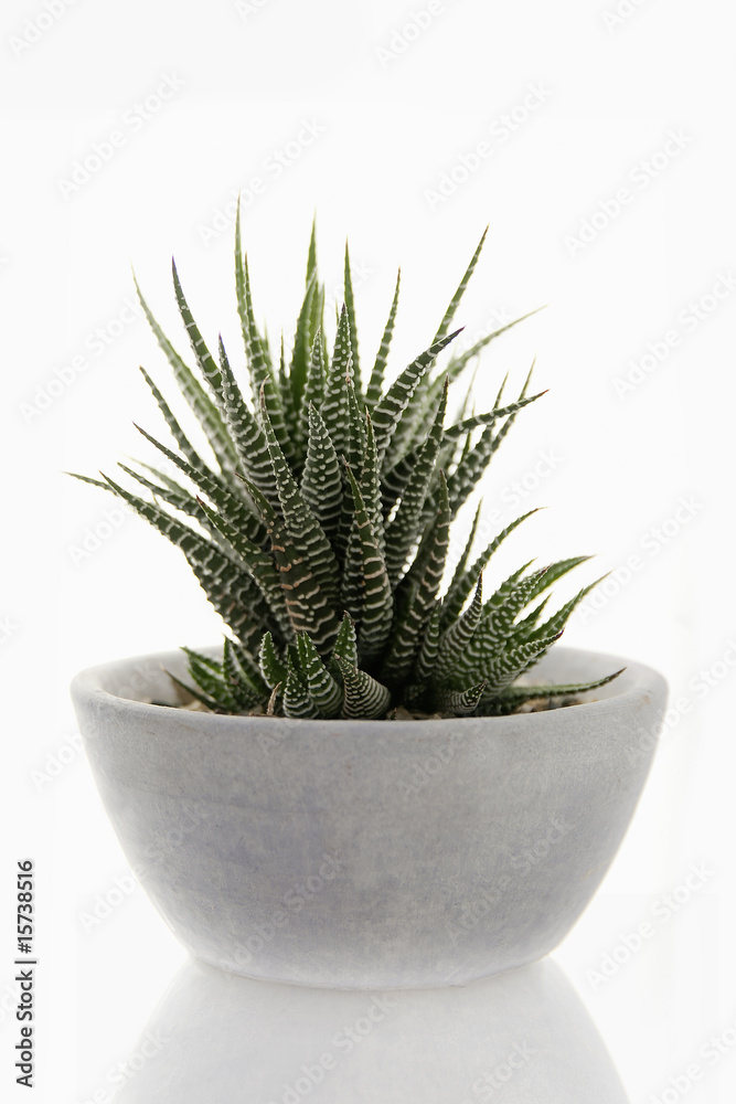 sukkulente haworthia 1 sukkulente haworthia 1