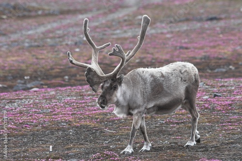 Reindeer in tundra photo