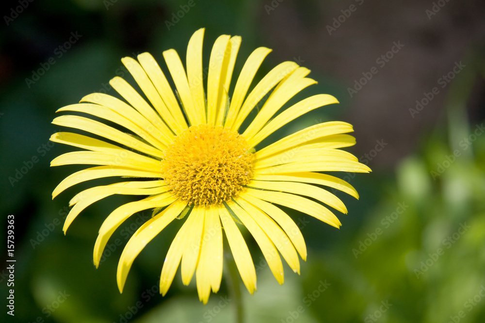 One Yellow Flower