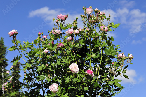 Blumen, Rose, Mme Pierre Oger photo