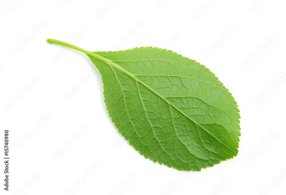 Fototapeta premium green leaf