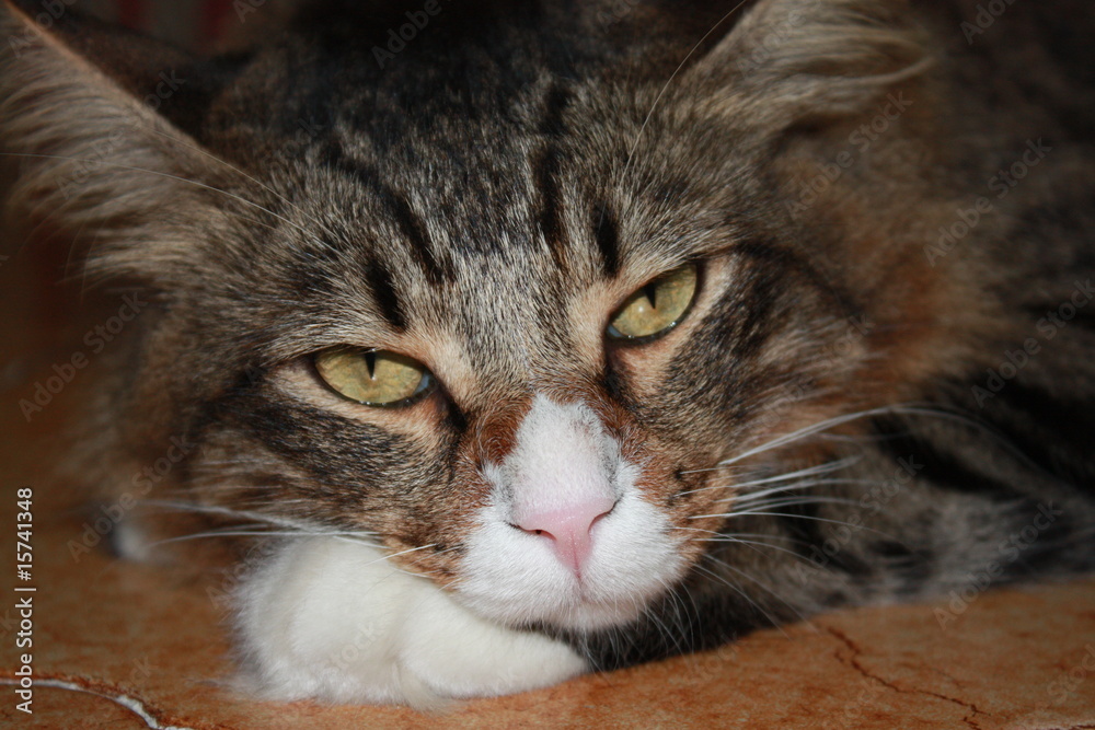 Fototapeta premium Gatto Pigro