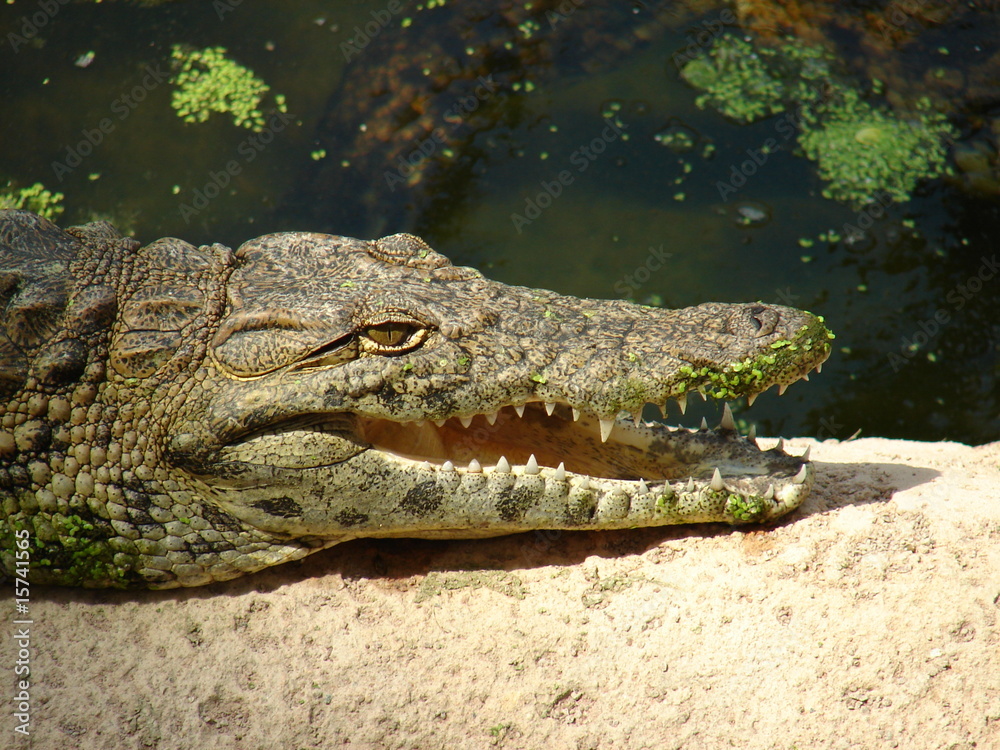 crocodile crocodile