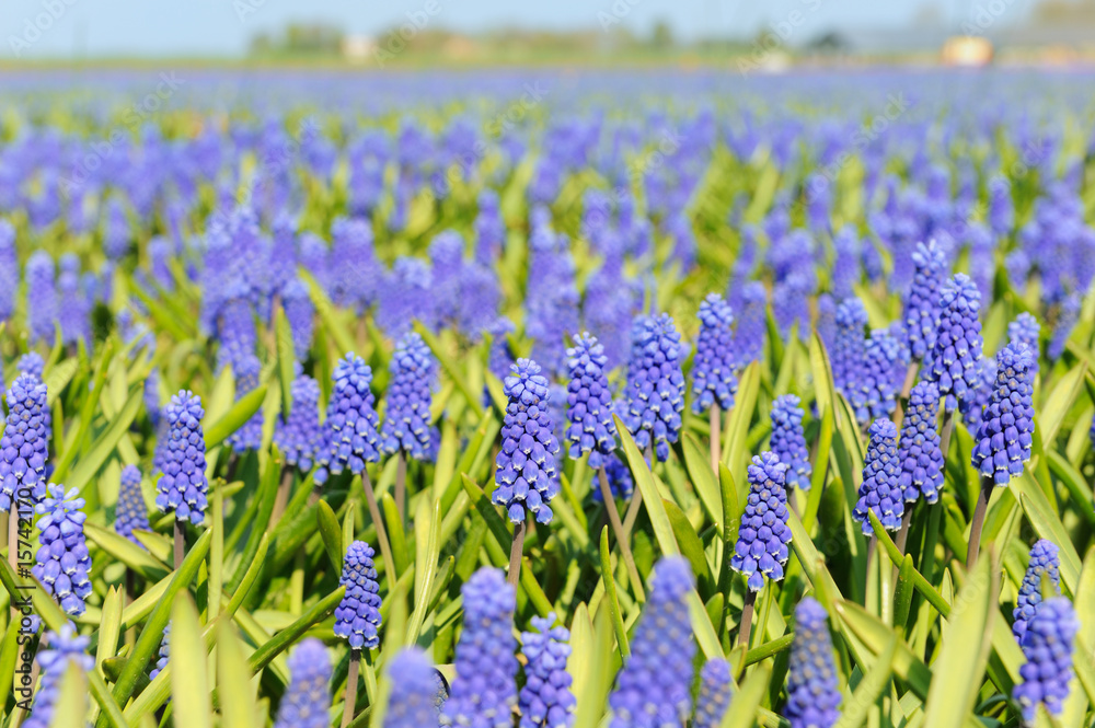 Naklejka premium Blue grape hyacinths