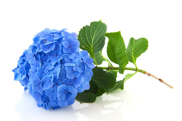 Leinwandbilder Hortensie Blaue Hortensie als florales Motiv  © Ivonne Wierink