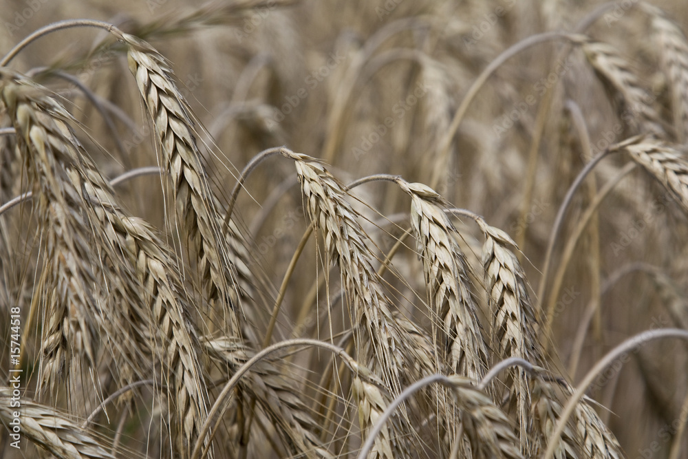Fototapeta premium Getreide