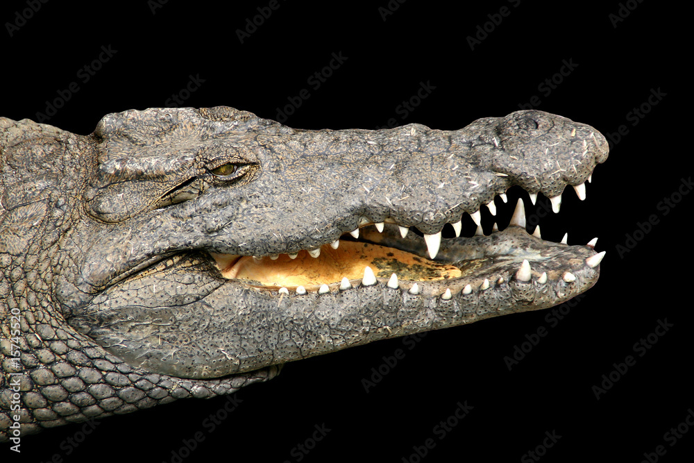 Obraz premium Cocodrilo