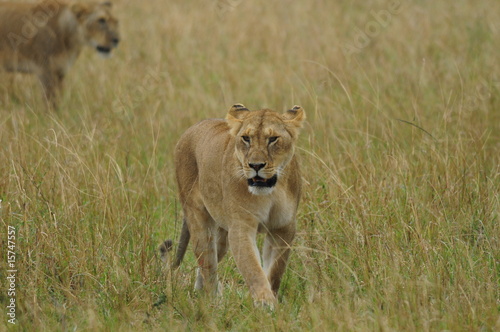 Lioness  Panthera leo   Masai Mara  Kenya