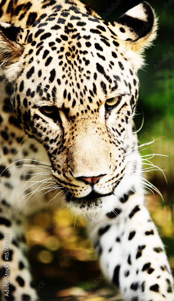 leopard