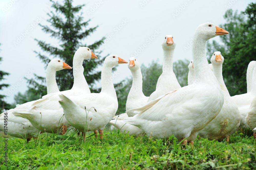 Obraz premium Gänse 7