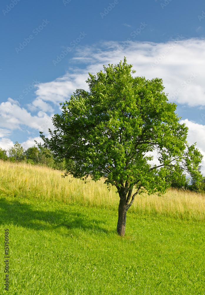 Fototapeta premium Apple Tree
