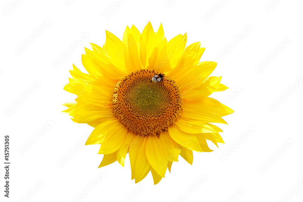 Fototapeta premium Isolated sunflower