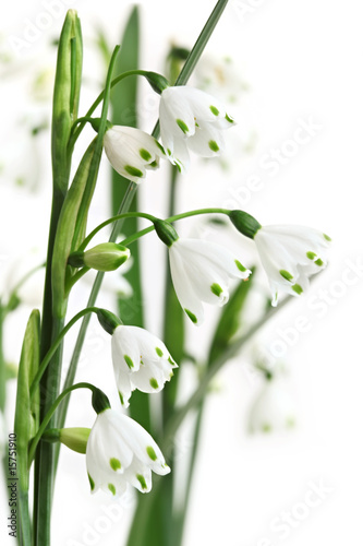 Fototapeta Naklejka Na Ścianę i Meble -  Summer Snowflake