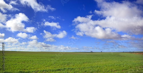 Meadow Panorama