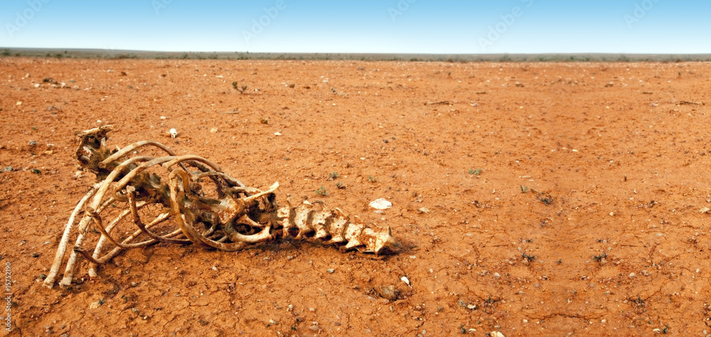 Obraz premium Bones in the Desert