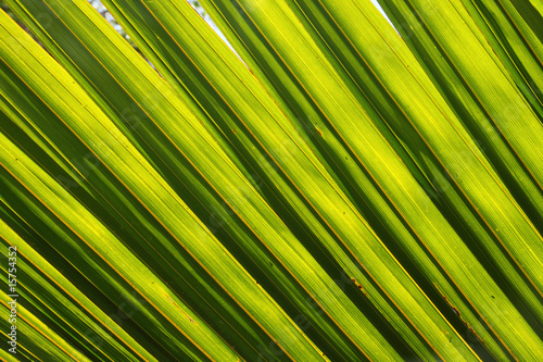 Striped green leaf natural abstract background.