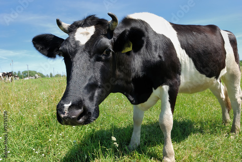 Curious cow at green pasture