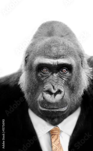 Monkey Business, Silverback Ape wearing Stock Market Tie © Sue Colvil