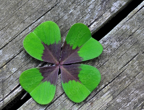Irisch Vierblättchen - Glückbringer