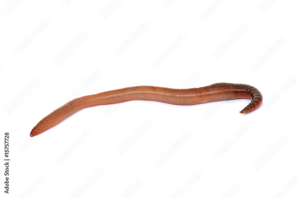 Regenwurm, freigestellt Regenwurm, freigestellt