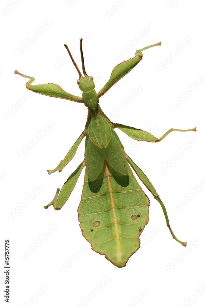 Naklejka premium Männchen Wandelndes Blatt