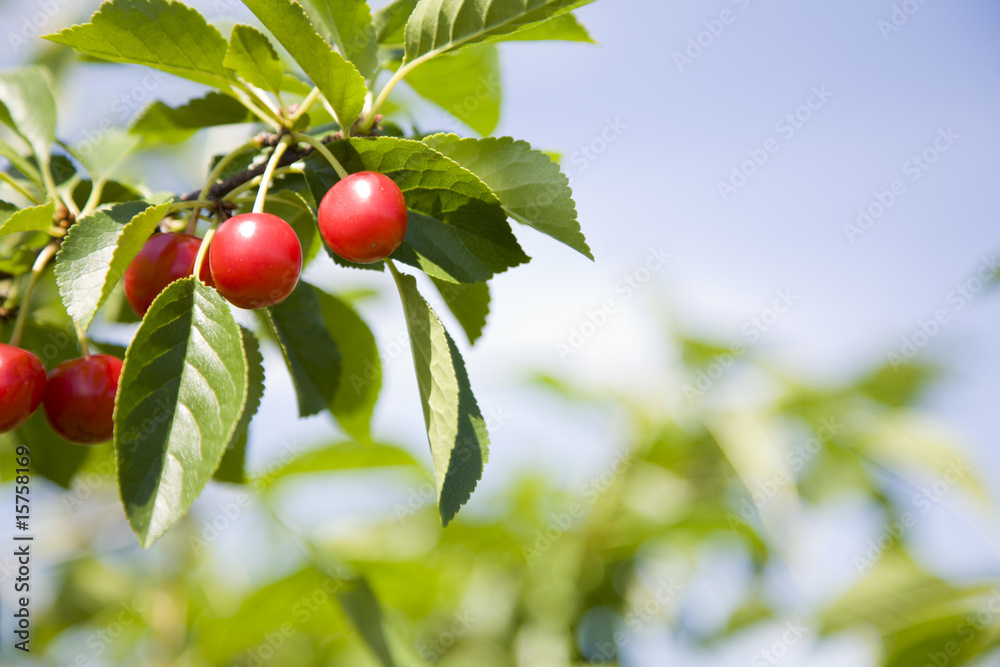 Tart cherries