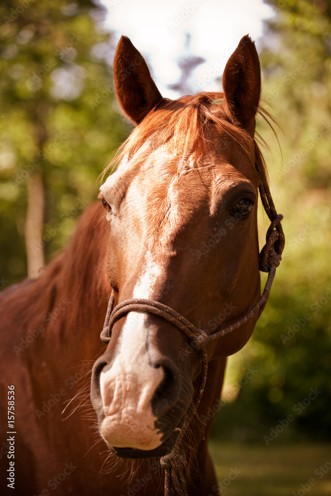 Fototapeta premium Brown horse