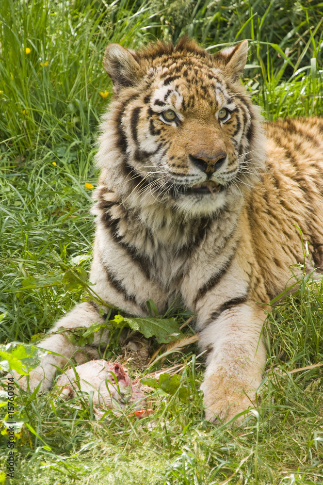 Amur Tiger