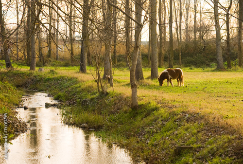 Pony grazing in rural setting