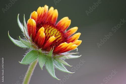 Red and Yellow Flower