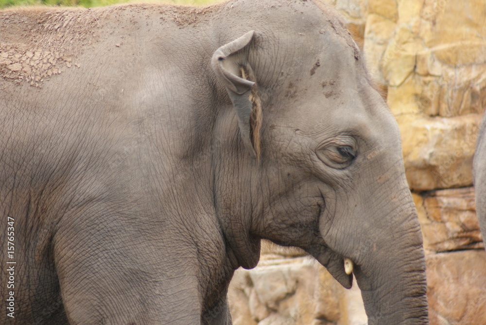 Fototapeta premium Asian Elephant