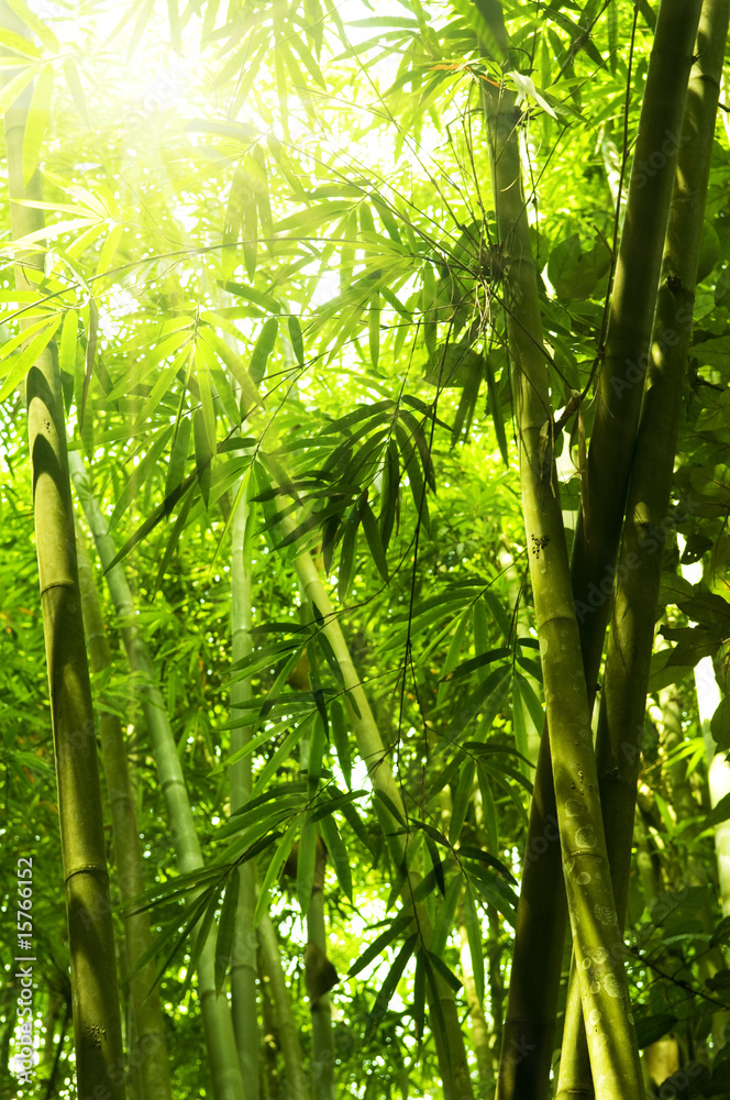 Naklejka premium Bambusowy las.