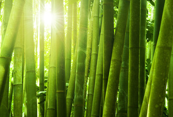 Keuken achterwand Bamboe Stille bamboebos in groentinten  © WONG SZE FEI