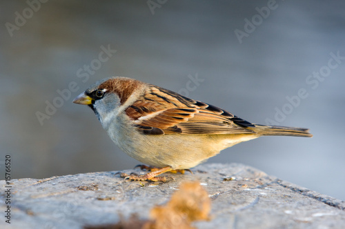 Sparrow in a profile © Maslov Dmitry