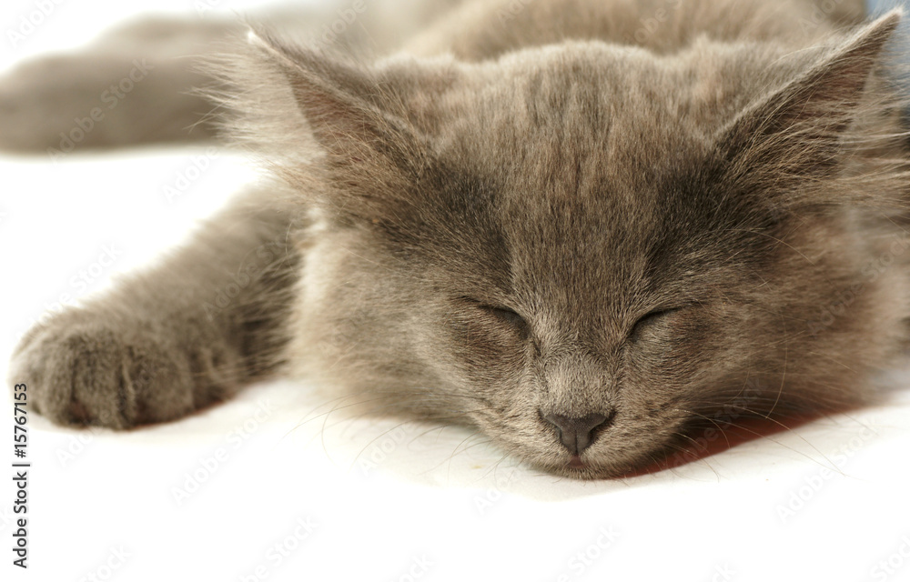 la grosse sièste du chaton gris la grosse sièste du chaton gris