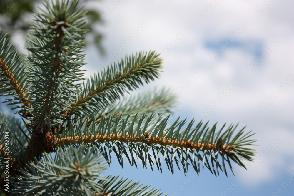 Young fir tree