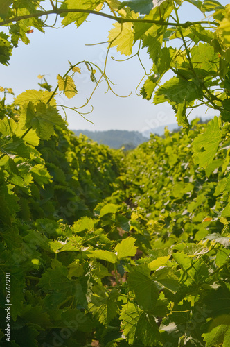 Background of green grape leaves