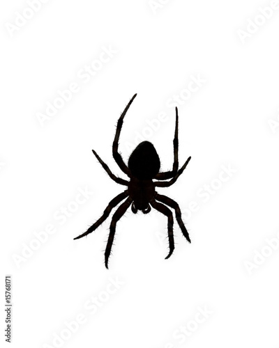 Silhouette of an Orb Weaver Spider Over White