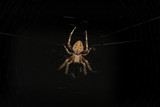 Isolated Brown Orb-Weaver Spider on Web