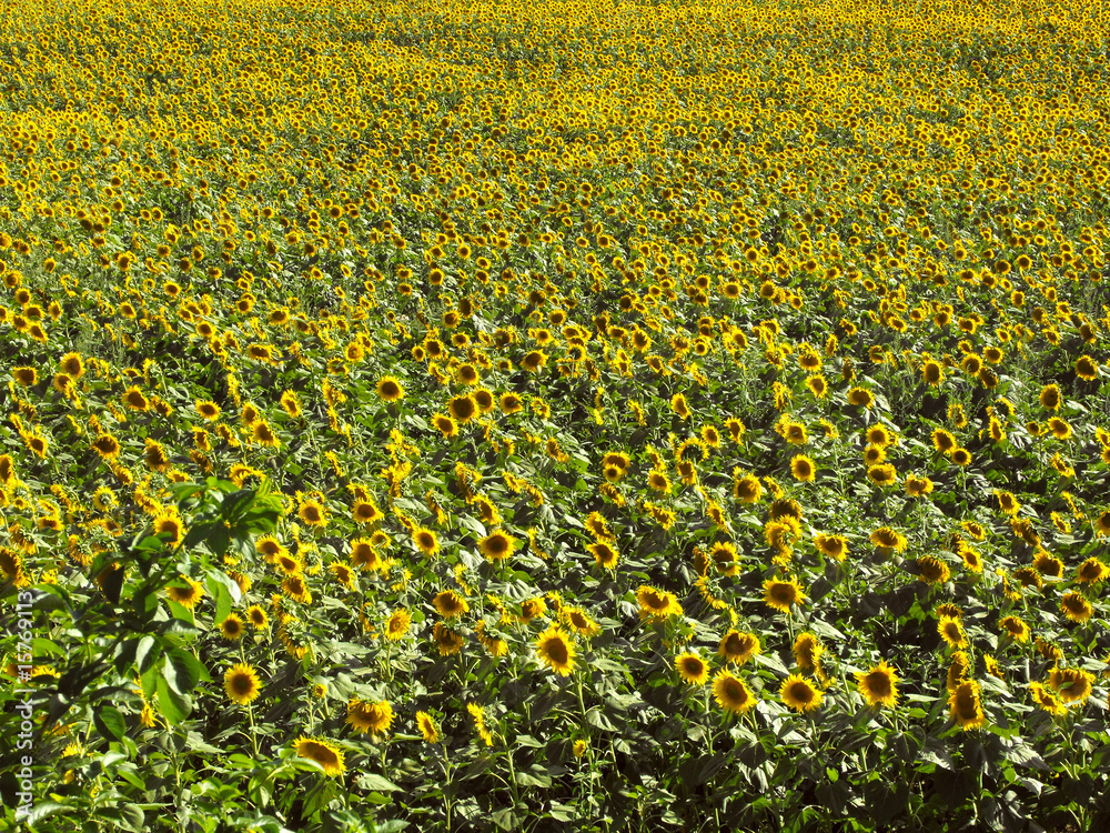 sunflowers