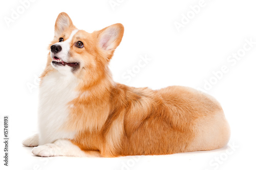 Brown and White Corgi