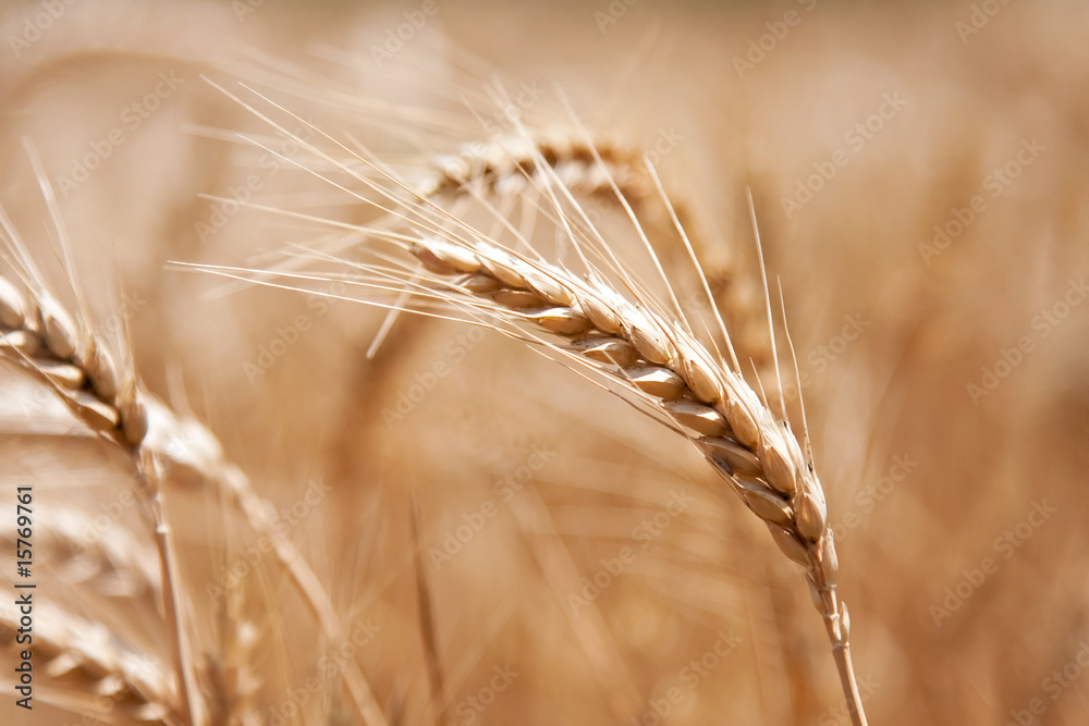 Wheat field Wheat field