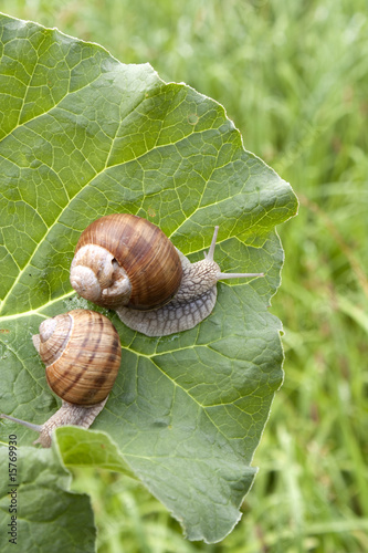 Snails at a walk
