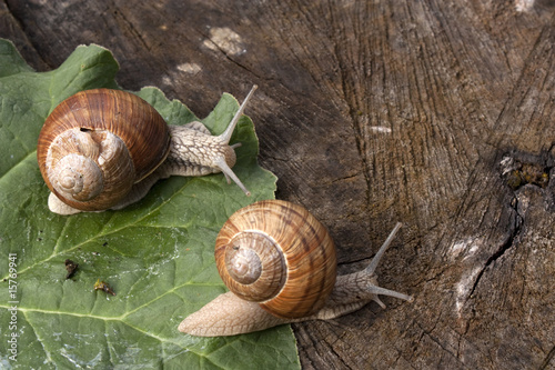 Snails at a walk